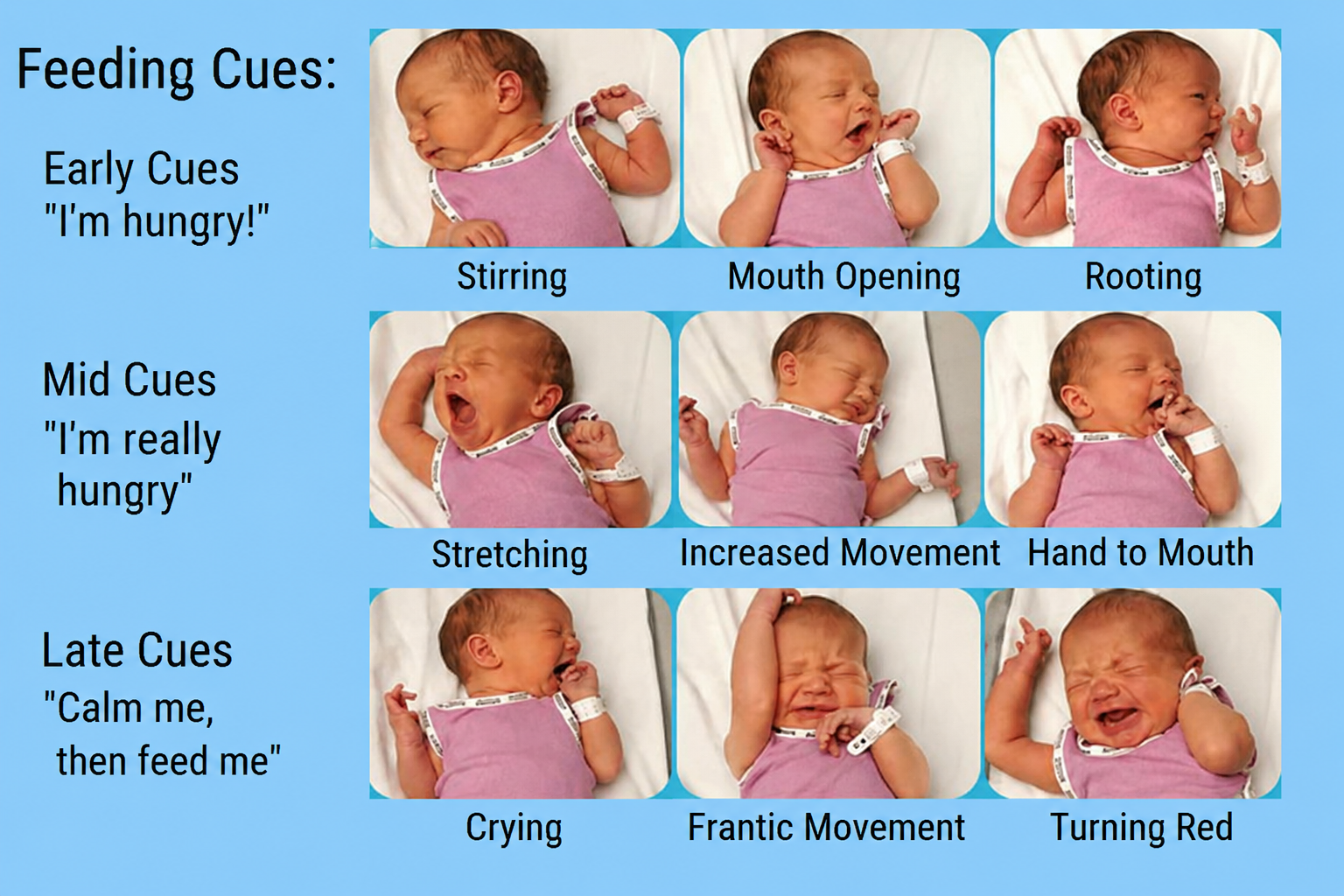 Feeding Cues